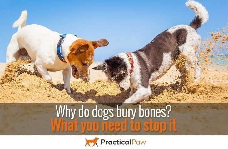 Why do dogs bury bones? Do you need to stop it? - PracticalPaw.com