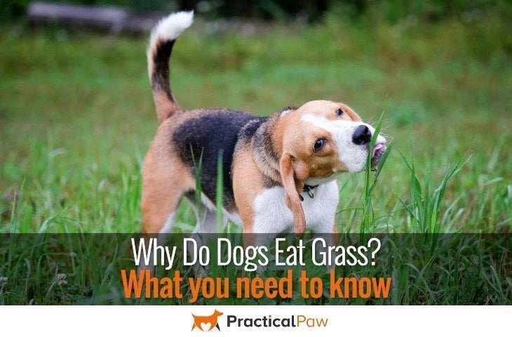 Why do dogs eat grass? PracticalPaw.com
