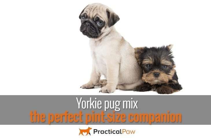 Yorkie Pug Mix