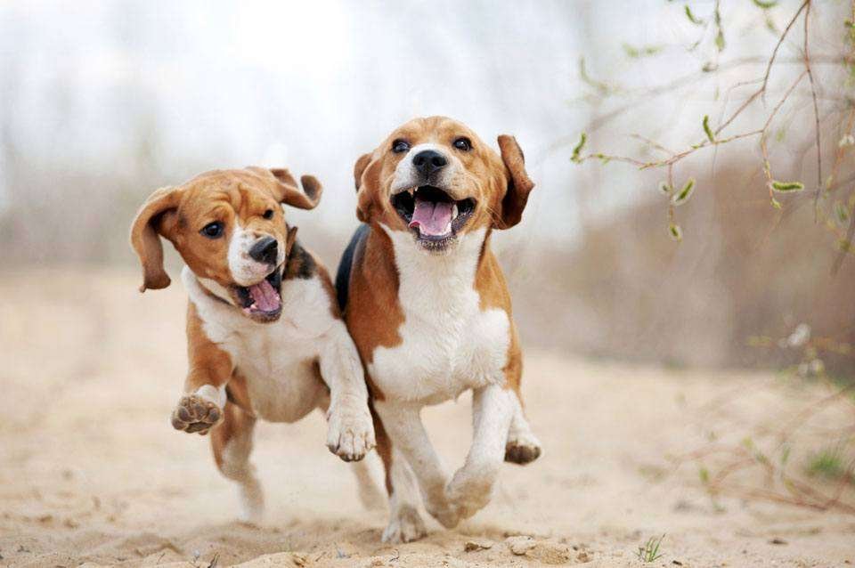 poodle beagle mix