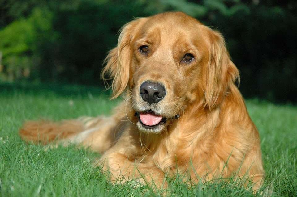 best-dog-brush-for-golden-retriever
