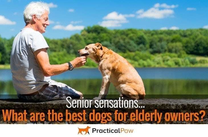 best dogs for elderly owners