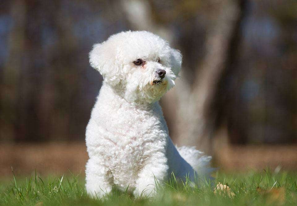bichon frise for elderly owners