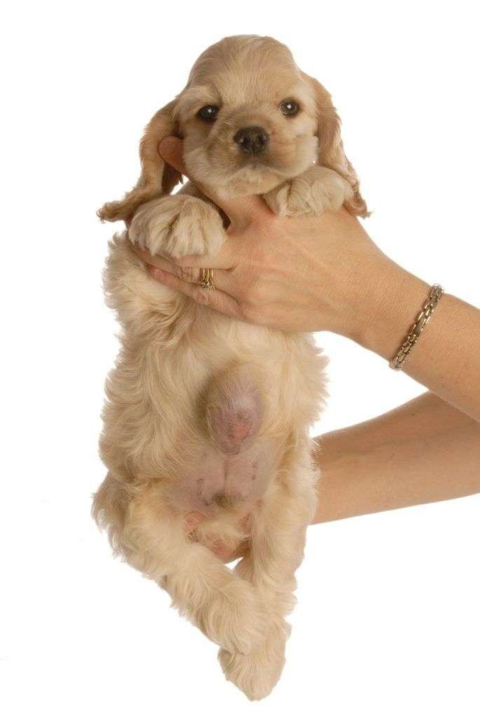 do dogs have belly buttons