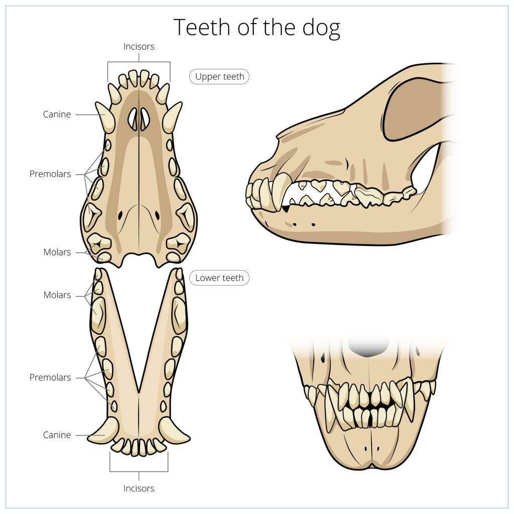 How many teeth does a dog have