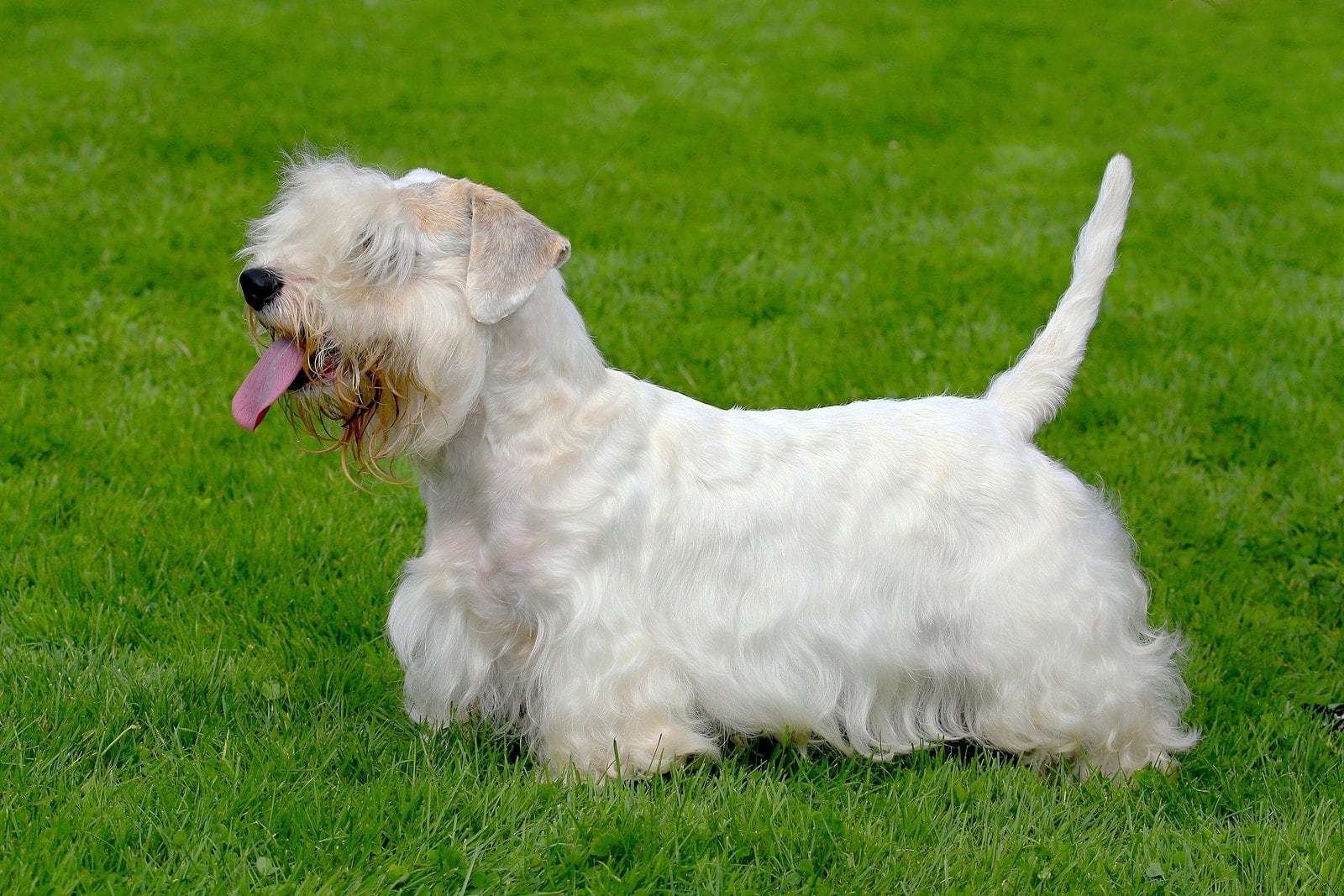Small white dog breeds