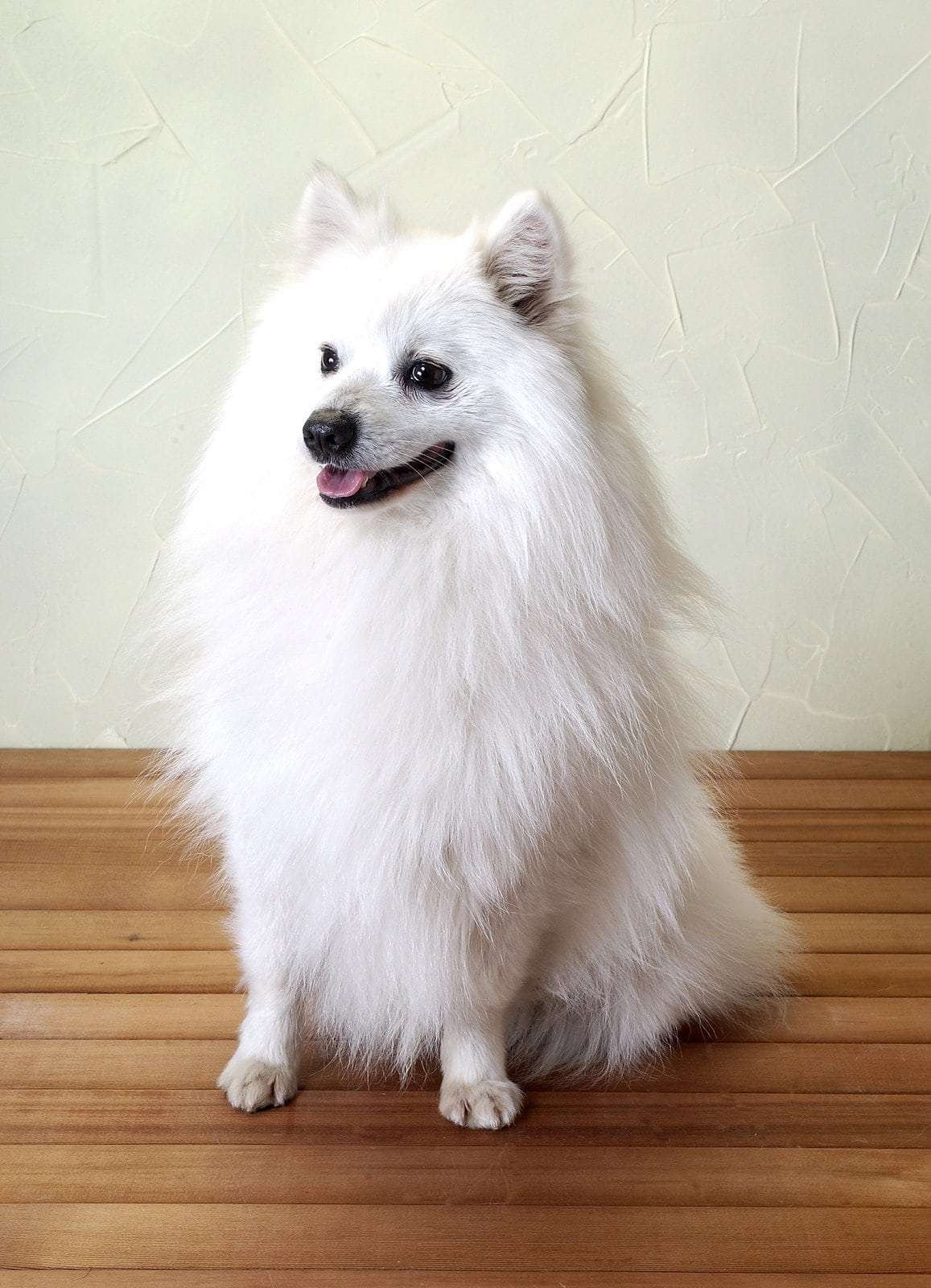 Small white dog breeds