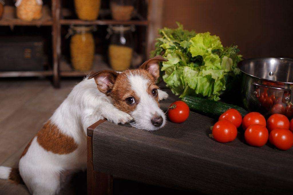 Can dogs eat tomatoes