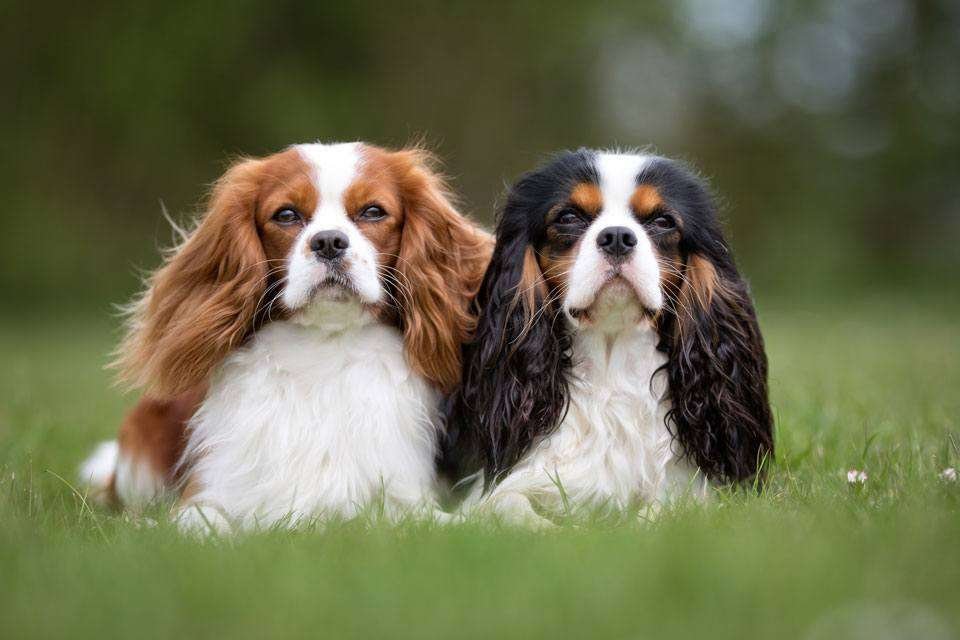 king charles cavaliers for elderly owners
