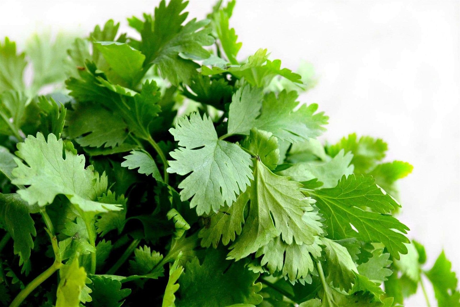 cilantro safe herbs for dogs