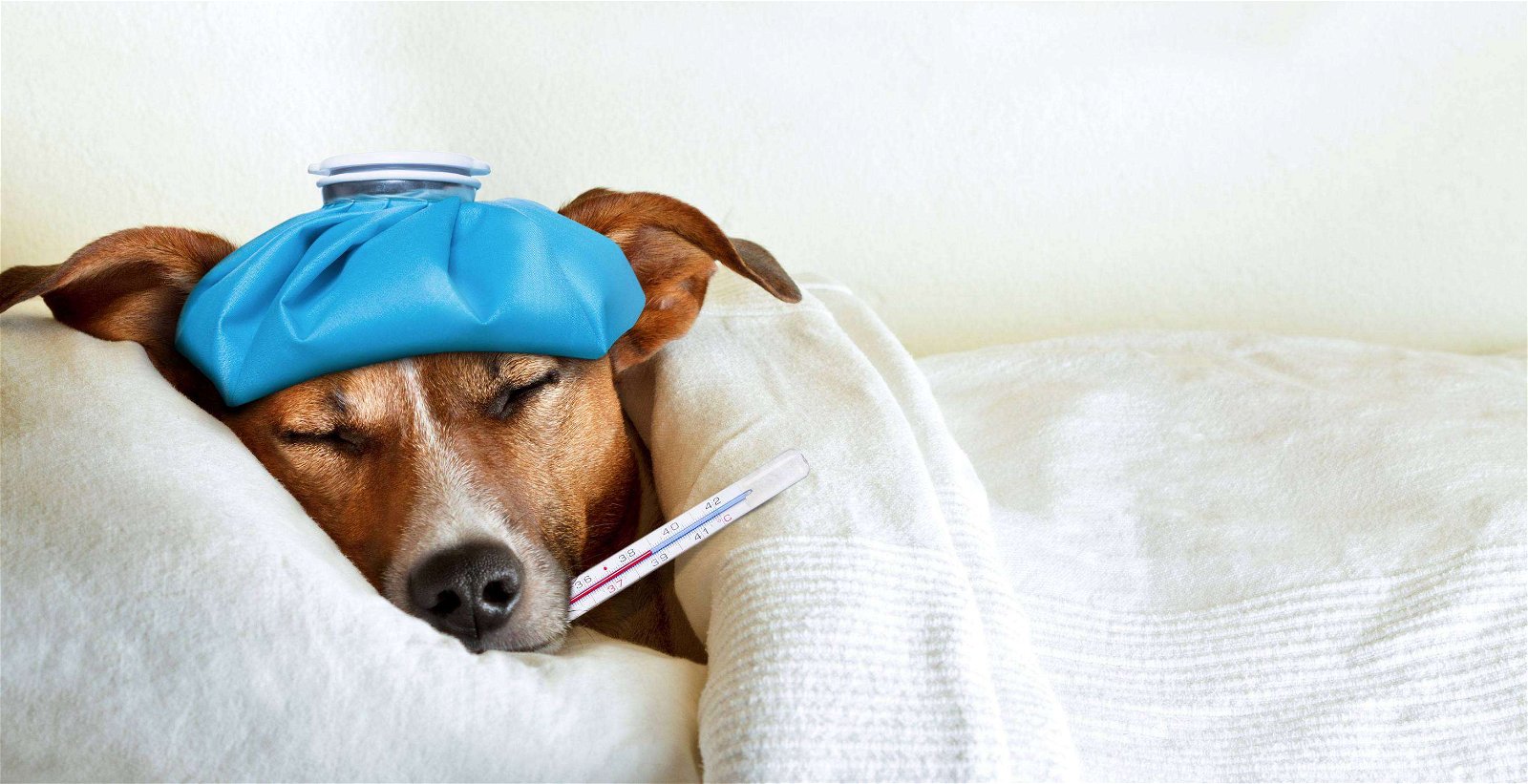 Can dogs get sick from being cold