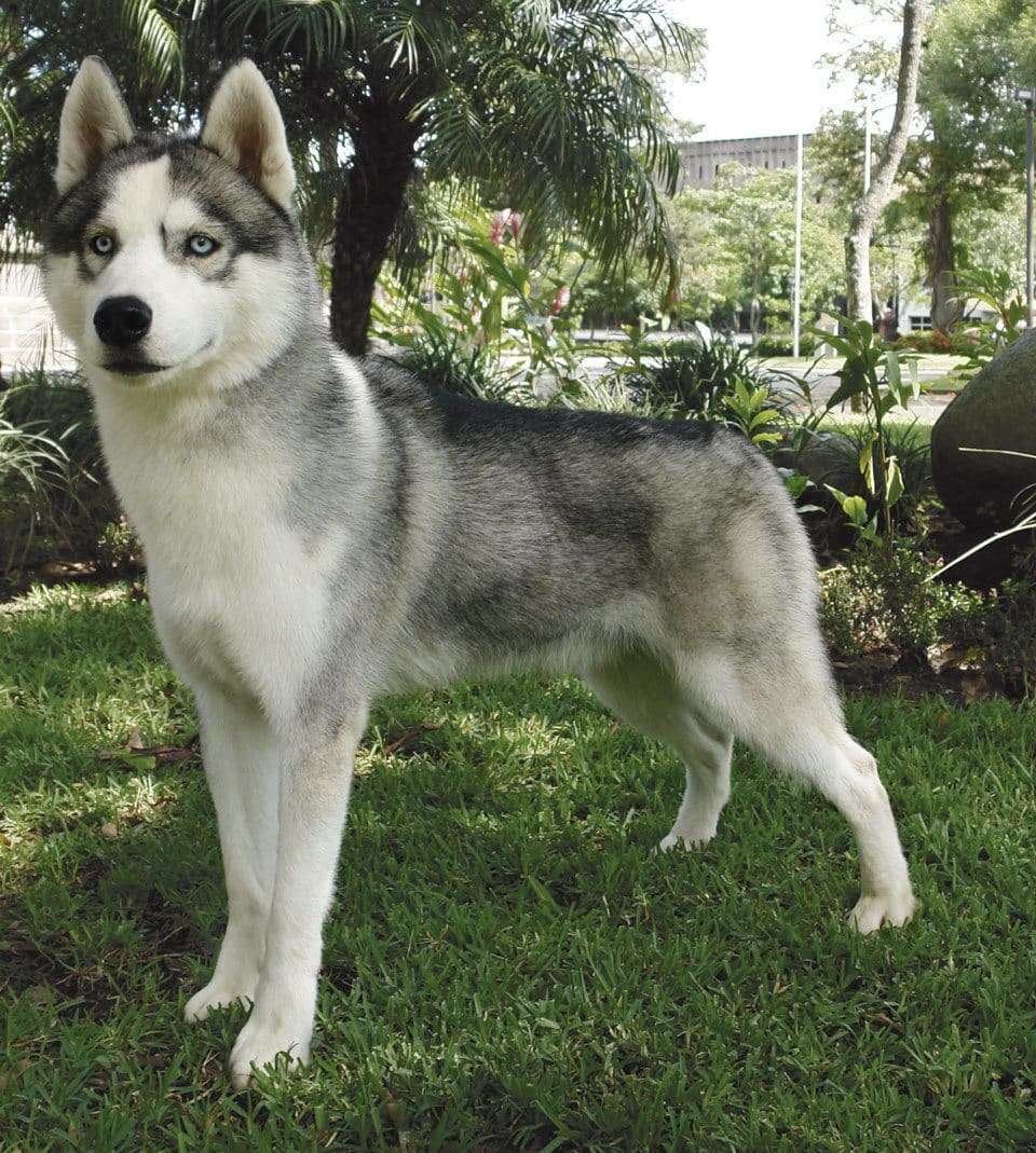 dog-breeds-that-look-like-wolves-husky