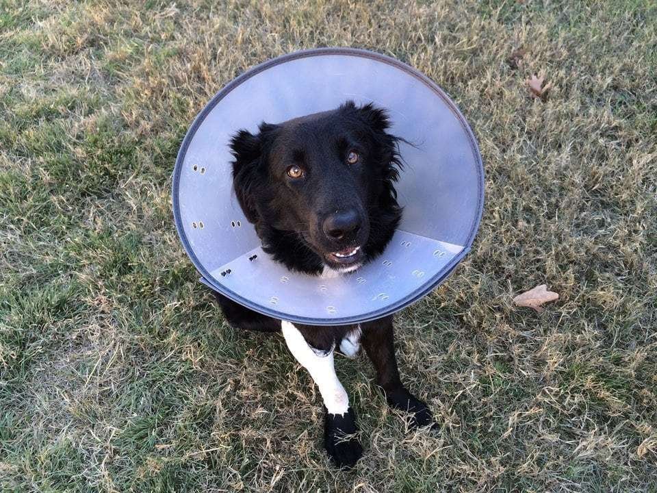 dog cone of shame