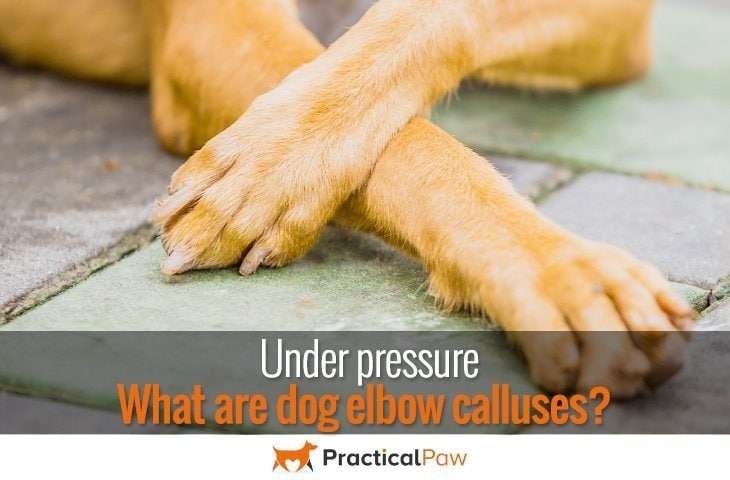 what are dog elbow calluses?