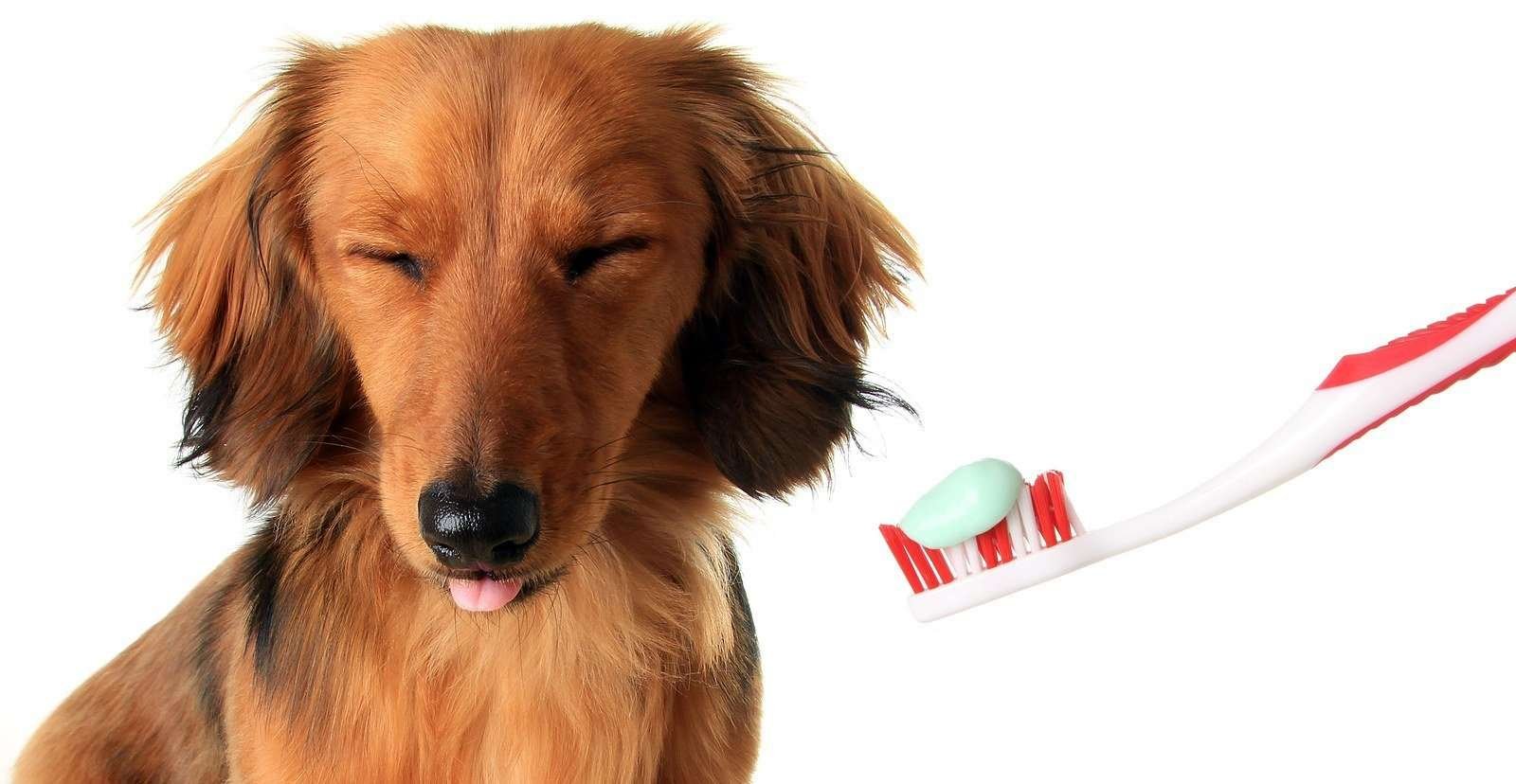 How to cure a dog's bad breath