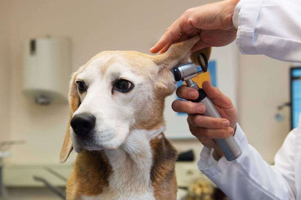 ear-mites-in-dogs-treatment