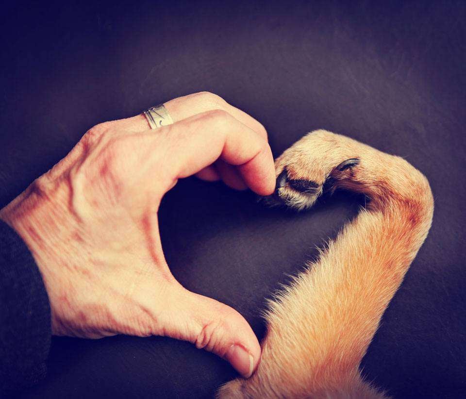 facts about dog paws