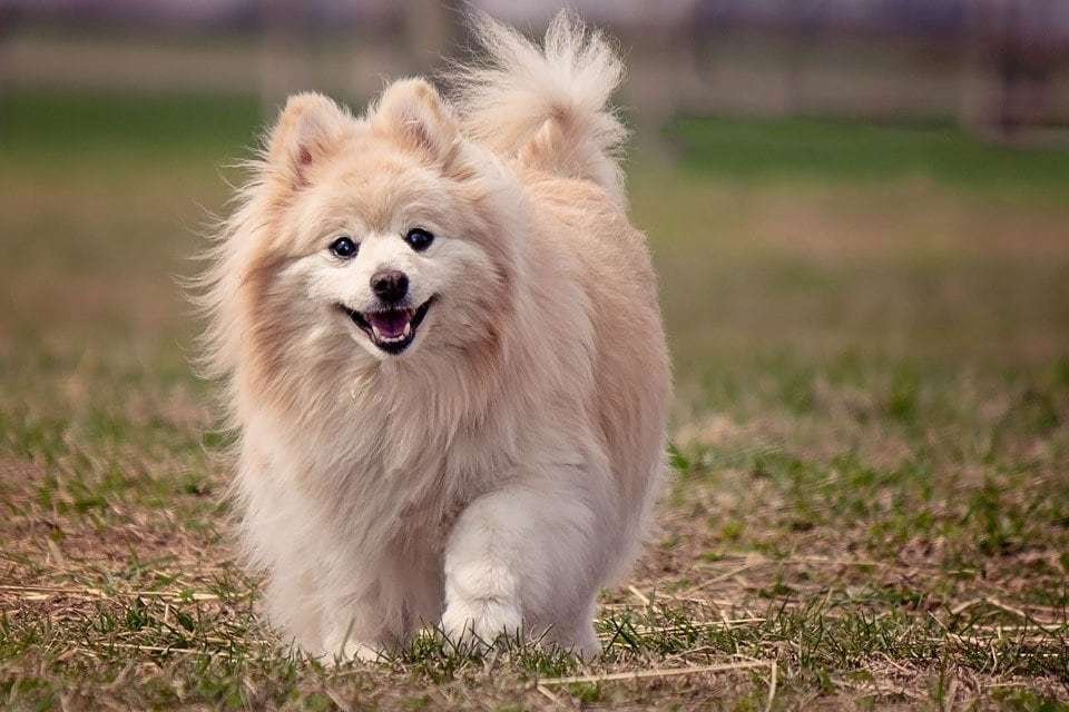 fluffy-dog-breeds-Pomeranian