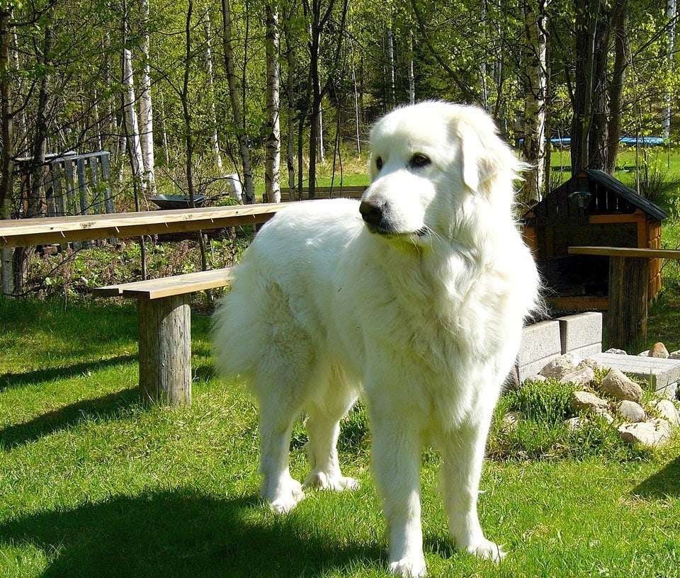 fluffy-dog-breeds-pyrenean-mountain-dog