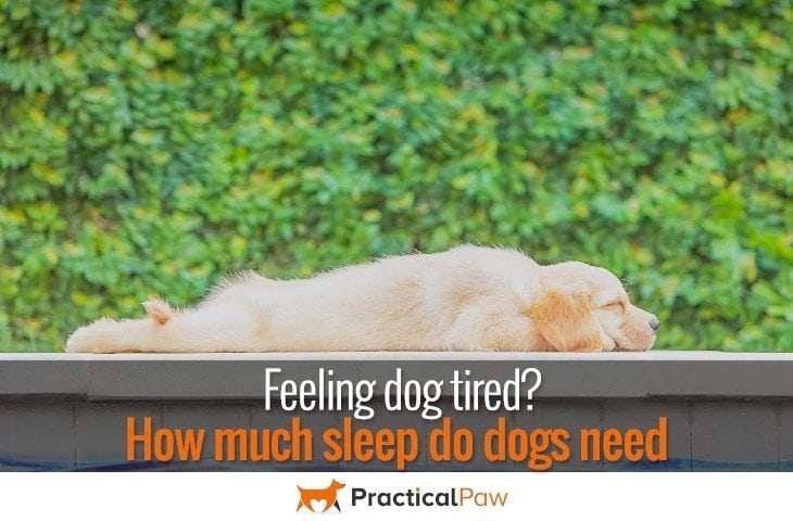 How much sleep do dogs need?