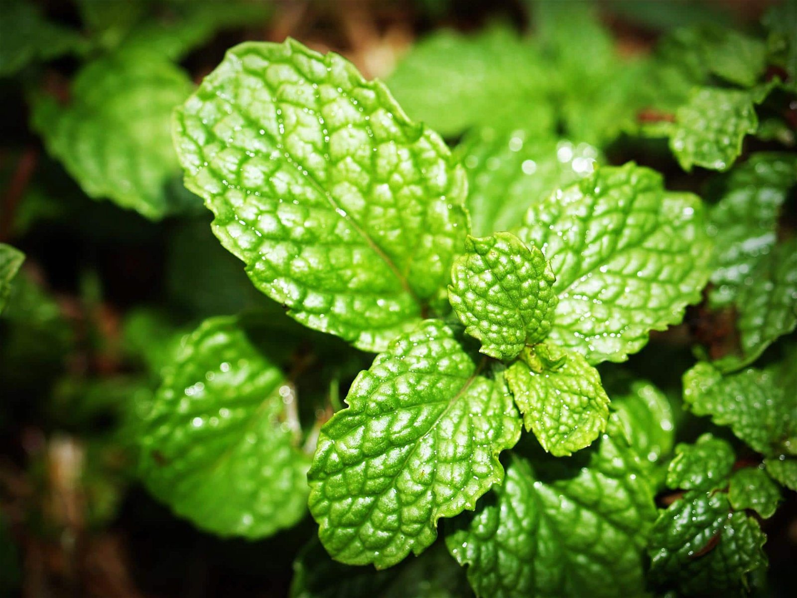 mint safe herbs for dogs