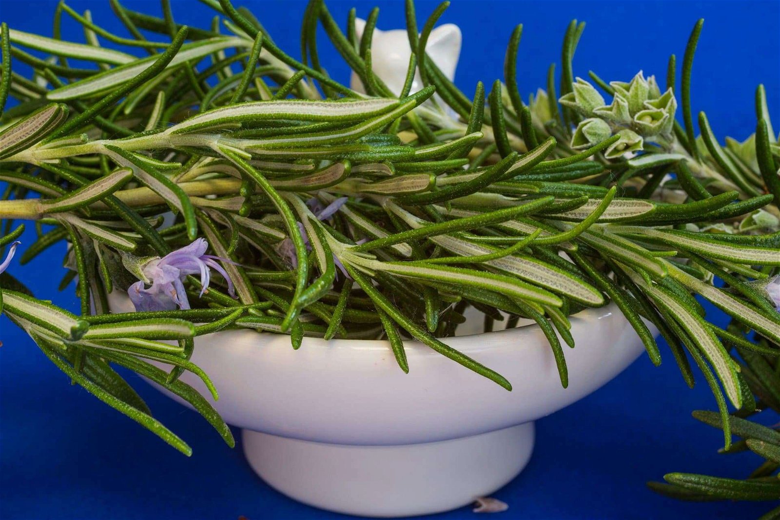 rosemary safe herbs for dogs