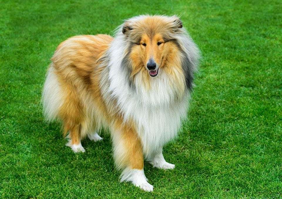 rough-collie-long-haired-dog-breeds