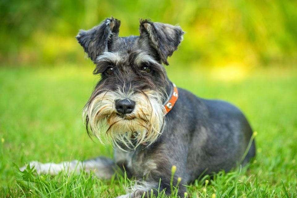 schnauzers for elderly owners