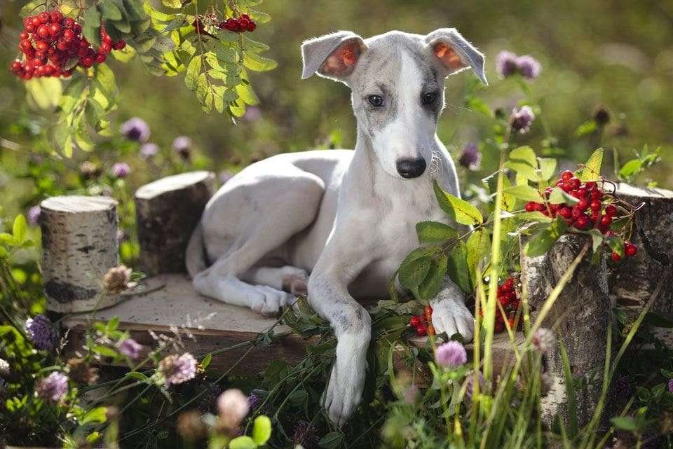 whippets for elderly owners