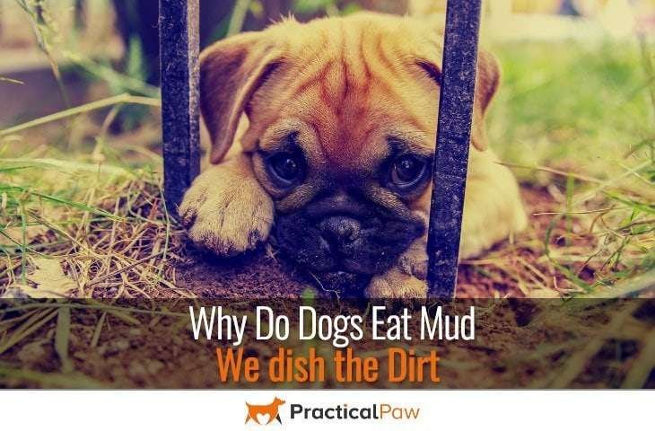Why do dogs eat mud