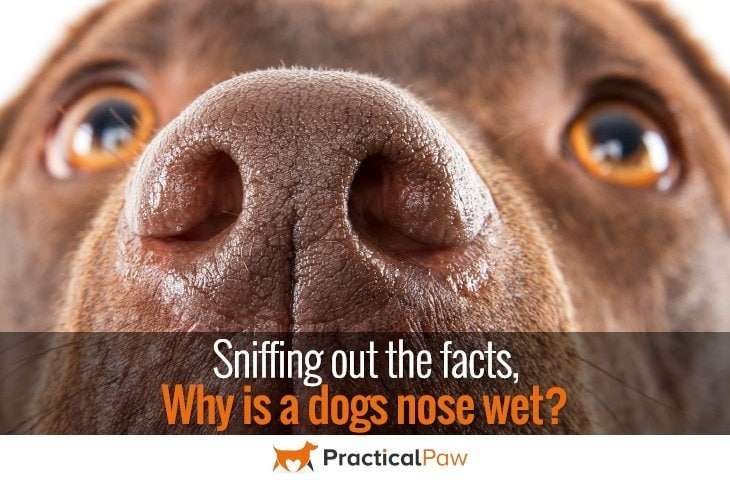 why is a dogs nose wet?