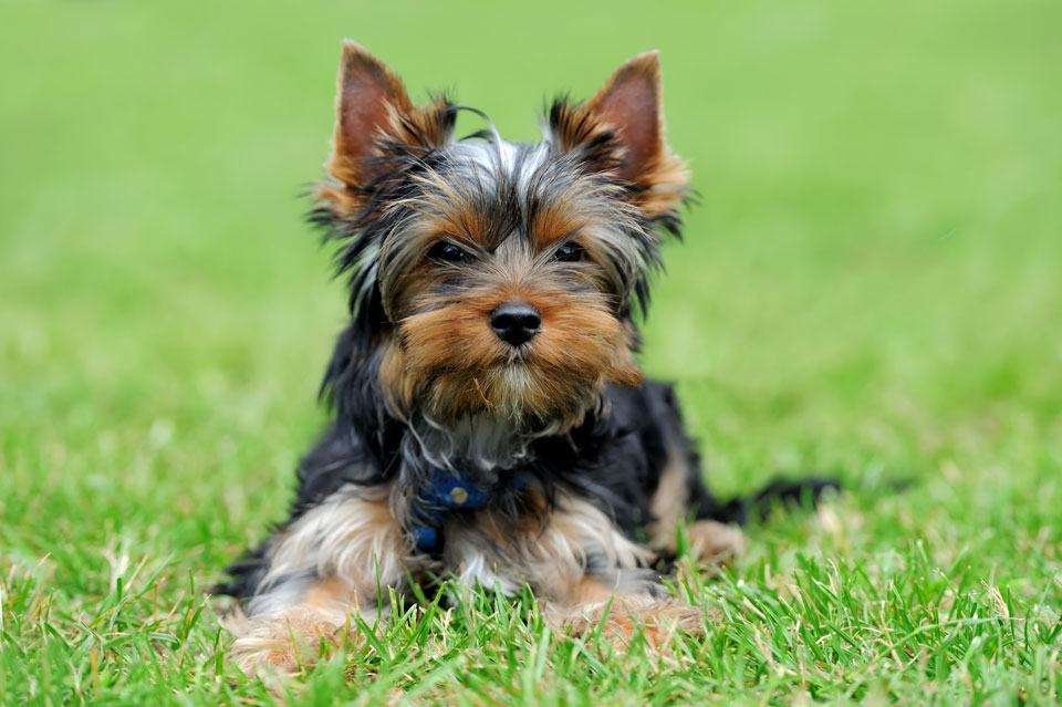 yorkshire terriers for elderly owners